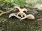 Nyár-fagomba (Lentinus tigrinus), Duna-part